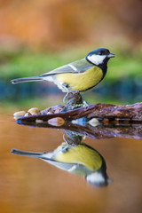 The Great tit bathing in the forest lake in amazing golden light