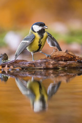 The Great tit bathing in the forest lake in amazing golden light