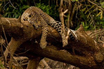 Brazilian Pantanal: The Jaguar