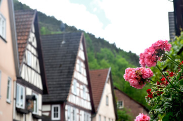 Pink and red geraniums frame a view of traditional Austrian houses. They have wooden lattice work, and sloping roofs. Behind them is a hill covered with green trees, and a cloudy blue sky.