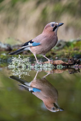 Eurasian Jay, Garrulus glandarius is sitting at the forest waterhole, reflecting in the  surface, preparing for the bath, colorful background and nice soft light, nice typical blue wing s feathers ..