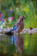 Eurasian Jay, Garrulus glandarius is sitting at the forest waterhole, reflecting in the  surface, preparing for the bath, colorful background and nice soft light, nice typical blue wing s feathers ..