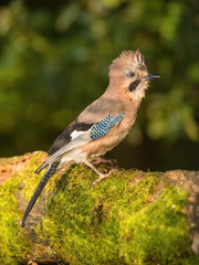 Eurasian Jay, Garrulus glandarius is sitting on the branch, colorful background and nice soft light, nice typical blue wing s feathers ..