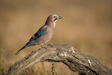 Eurasian Jay, Garrulus glandarius is sitting on the branch, colorful background and nice soft light, nice typical blue wing s feathers ..