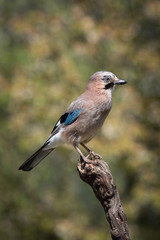 Eurasian Jay, Garrulus glandarius is sitting on the branch, colorful background and nice soft light, nice typical blue wing s feathers ..