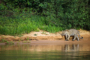 Brazilian Pantanal: The Jaguar