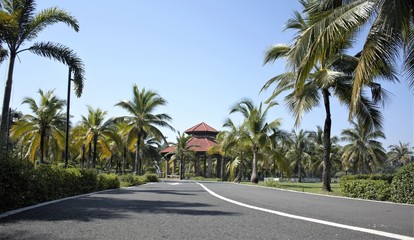 Fototapeta premium palm, tree, beach, sky, tropical
