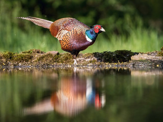 The Common Pheasant, Phasianus colchicus is standing at the forest waterhole and preparing to drink, mirroring reflection in the surface, in the background is nice green bokeh, bright colors of male