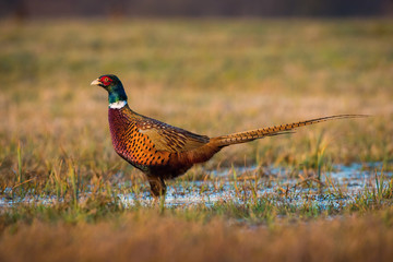 The Common Pheasant, Phasianus colchicus is standing in the grass and preparing to drink, amazing light of the sunrice, in the background is nice colorful bokeh