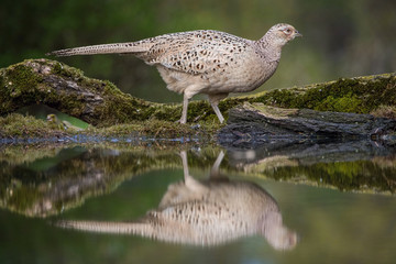 The Common Pheasant, Phasianus colchicus is standing at the forest waterhole and preparing to drink, mirroring reflection in the surface, in the background is nice green bokeh, bright colors of male