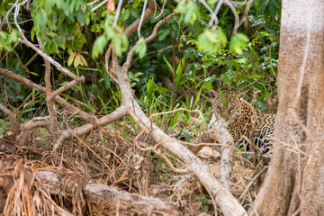 Brazilian Pantanal: The Jaguar