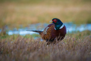The Common Pheasant, Phasianus colchicus is standing in the grass and preparing to drink, amazing light of the sunrice, in the background is nice colorful bokeh