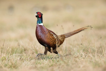 The Common Pheasant, Phasianus colchicus is standing in the grass and preparing to drink, amazing light of the sunrice, in the background is nice colorful bokeh