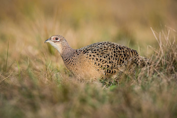 The Common Pheasant, Phasianus colchicus is standing in the grass and preparing to drink, amazing light of the sunrice, in the background is nice colorful bokeh