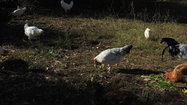Some hens and a rooster are grazing in a green farm.