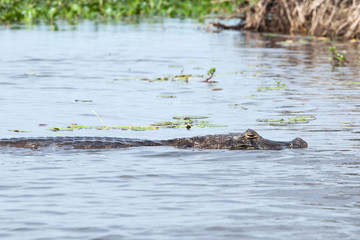 Dark alligator (Caiman yacare) in Esteros del Ibera, Argentina.