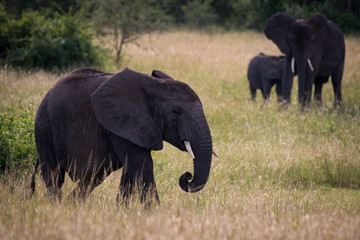 The African bush elephant, Loxodonta africana is standing in the grass, king of african savanna, in the backround female with her baby. Uganda