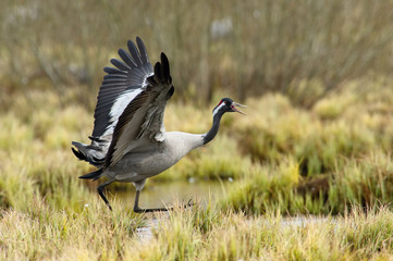 The Common Crane, Grus grus is dancing in the typical environment near the Lake Hornborga, Sweden..