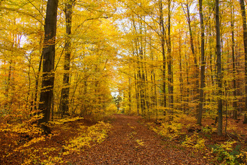 Herbstwald im Kottenforst bei Bonn