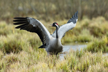 The Common Crane, Grus grus is dancing in the typical environment near the Lake Hornborga, Sweden..