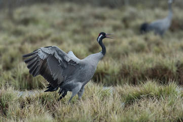 The Common Crane, Grus grus is dancing in the typical environment near the Lake Hornborga, Sweden..