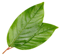 green leaf isolated