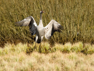 The Common Crane, Grus grus is dancing in the typical environment near the Lake Hornborga, Sweden..