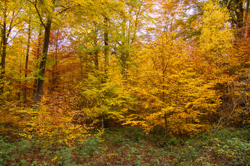 Herbstwald im Kottenforst bei Bonn