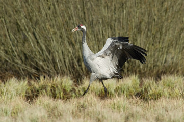 The Common Crane, Grus grus is dancing in the typical environment near the Lake Hornborga, Sweden..