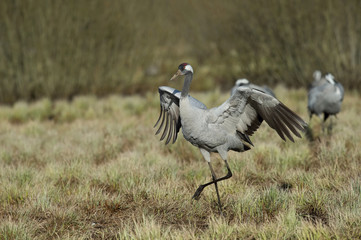 The Common Crane, Grus grus is dancing in the typical environment near the Lake Hornborga, Sweden..