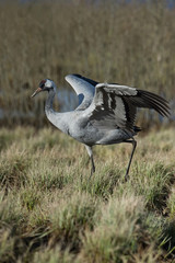 The Common Crane, Grus grus is dancing in the typical environment near the Lake Hornborga, Sweden..