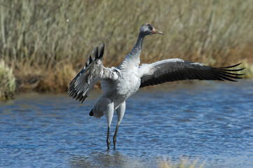 The Common Crane, Grus grus is dancing in the typical environment near the Lake Hornborga, Sweden..