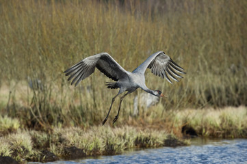 The Common Crane, Grus grus is flying in the typical environment near the Lake Hornborga, Sweden..