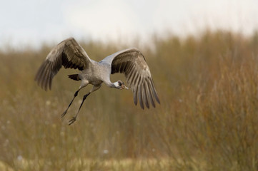 The Common Crane, Grus grus is flying in the typical environment near the Lake Hornborga, Sweden..