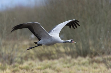 The Common Crane, Grus grus is flying in the typical environment near the Lake Hornborga, Sweden..