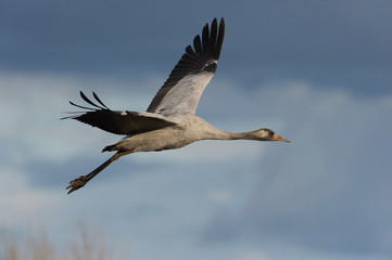The Common Crane, Grus grus is flying in the typical environment near the Lake Hornborga, Sweden..