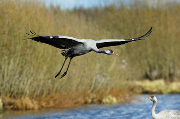 The Common Crane, Grus grus is flying in the typical environment near the Lake Hornborga, Sweden..