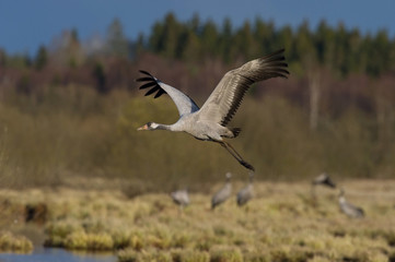 Naklejka premium Żuraw pospolity, Grus grus leci w typowym środowisku w pobliżu jeziora Hornborga, Szwecja ..