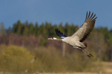 The Common Crane, Grus grus is flying in the typical environment near the Lake Hornborga, Sweden..