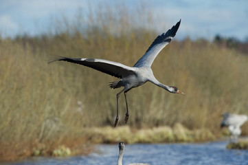 The Common Crane, Grus grus is flying in the typical environment near the Lake Hornborga, Sweden..