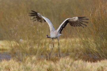 The Common Crane, Grus grus is flying in the typical environment near the Lake Hornborga, Sweden..