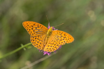Fototapeta na wymiar Bright orange and black spotted butterfly with open wings, Argynnis paphia, sitting on violet thistle flower in a meadow, summer day, contrast colors, blurry green background, copy space