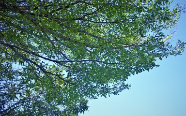 tree, water, nature, forest