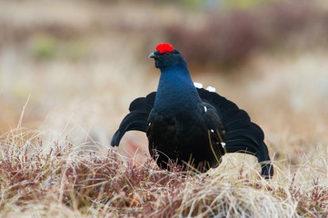 The Black Grouse, Lyrurus tetrix is showing off during their lekking season. They are in the typical moss habitat, Sweden