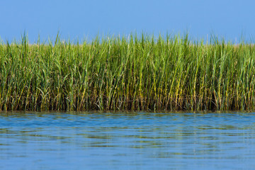 Obraz premium Tall marsh grass at the waters edge