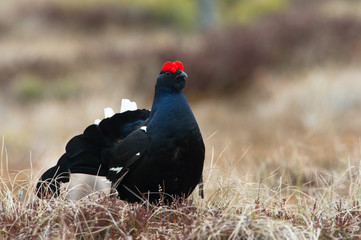 The Black Grouse, Lyrurus tetrix is showing off during their lekking season. They are in the typical moss habitat, Sweden