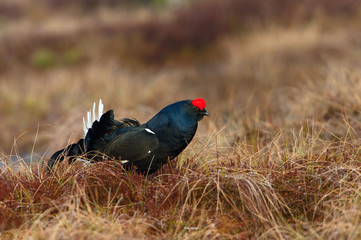 The Black Grouse, Lyrurus tetrix is showing off during their lekking season. They are in the typical moss habitat, Sweden