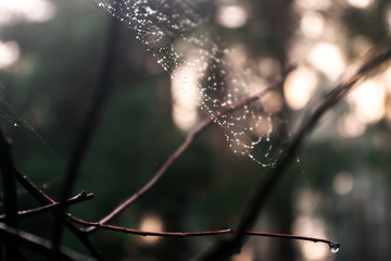 dew on spiders web