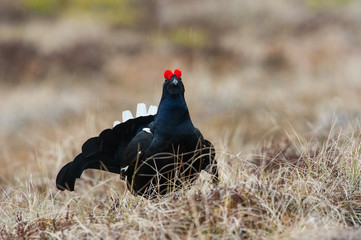 The Black Grouse, Lyrurus tetrix is showing off during their lekking season. They are in the...