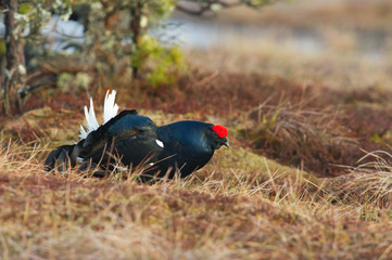 The Black Grouse, Lyrurus tetrix is showing off during their lekking season. They are in the typical moss habitat, Sweden